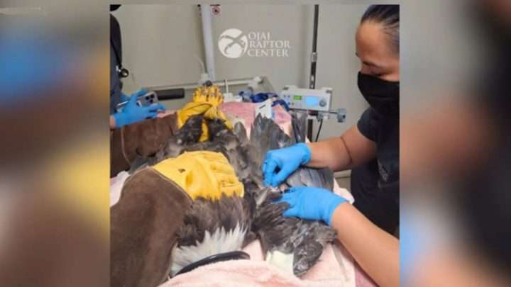 Veterinary staff in blue gloves treating a large injured bird on a table in a clinic, with raptor center logo in the background.