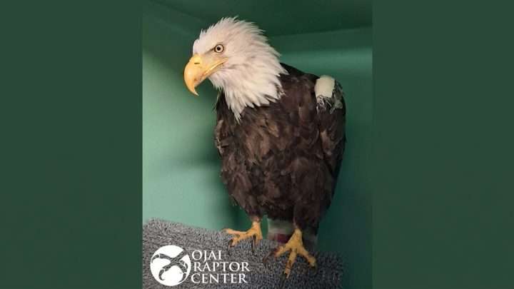 Adult bald eagle perched on a towel inside a green enclosure at a raptor center, logo visible.